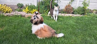 Shih tzu s PP / shihtzu / shi tzu /shi-tzu - 3