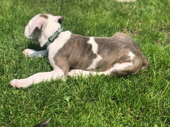 American bully XL - 3