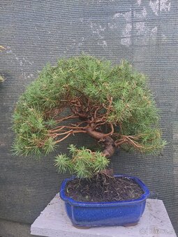 Bonsaj,Bonsai - 3