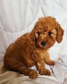 Maltipoo - 3