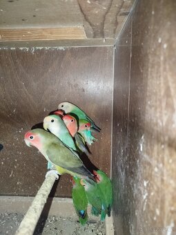 Agapornis růžohrdlý - 3