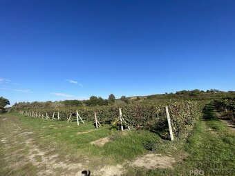 Prodej vinohradu 11340 m2 Čejkovice, Vinohrad 11340 m2 Čejk - 3