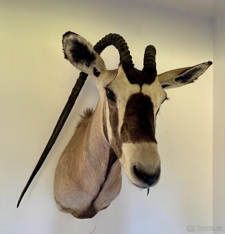 NÁDHERNÁ LOVECKÁ TROFEJ - Přímorožec jihoafrický (oryx) - AF - 3