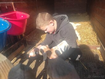 Umělý odchov mláďat - 3