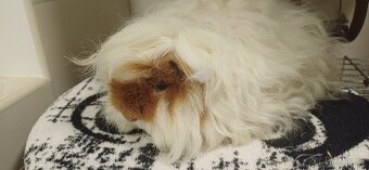 Morčátka Alpaka a Minipli - 3