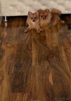 Štěňata (Pomeranian) - 3