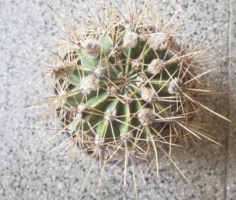 Kaktus ECHINOPSIS (kvetouci) - 3