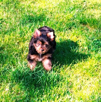 Biewer,Biro a Black-tan Yorkshire Terier s PP holky i kluci - 3