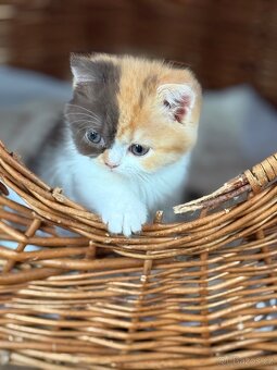 Menuet(munchkin) - 3