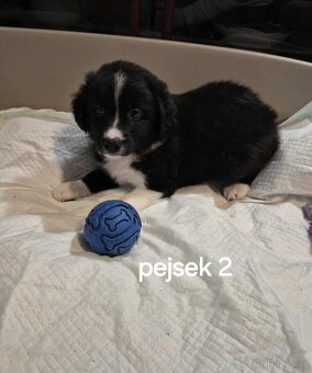 Prodáme štěňátko Border Kolie, čistokrevné, bez PP. - 3