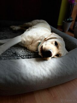 Nabídka krytí - labradorský retrívr - 3