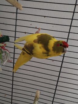 Kakariki, letošní, samice - 3