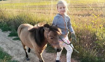 American minihorse - 3