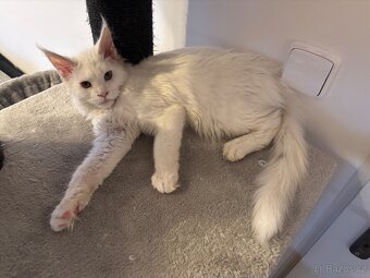 Bílá mainská mývalí kočička s PP - 3