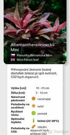 Akvarijní rostlinky a krevetky Red Cherry - 3