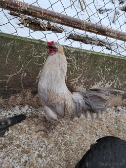 Kohout Araukany levandulové - 3