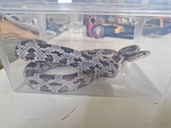 Užovka červená - 3