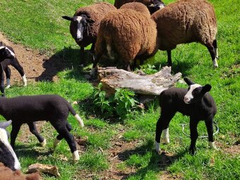 Na prodej: 4 beránky plemene Zwartbles - 3