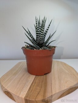 Sukulent - Haworthia fasciata Big Band - 3