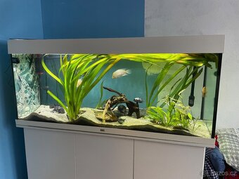 AKVARIJNÍ SET JUWEL RIO 240 - KOMPLETNÍ S EXTERNÍM FILTREM - 3