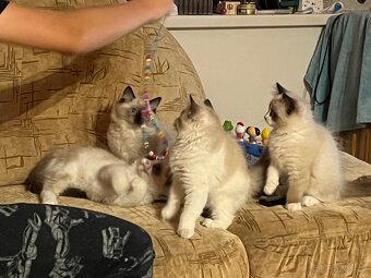 Ragdoll kotata - poslední volný chlapeček - 3