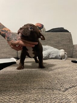American bully pocket - 3