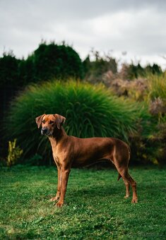 Rhodeský ridgeback - 3