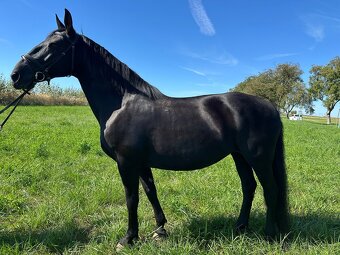 Starokladrubský vraník 14 let - 3