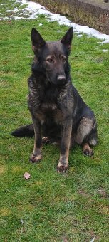 Německý ovčák fena - 3