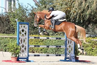 Prodám sedmiletou klisnu do vyššího sportu - 3