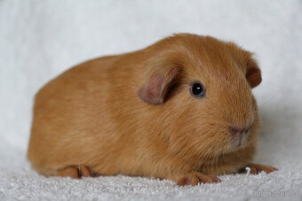 Krátkosrsté morče, morčátko, morčata s PP - 3