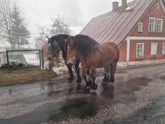 Prodám polske chladnokrevniky - 3
