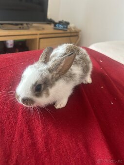 Zakrslý králíci i se samcem - 3
