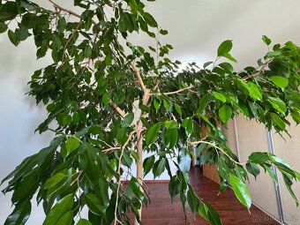 Strom Ficus Benjamin - 3