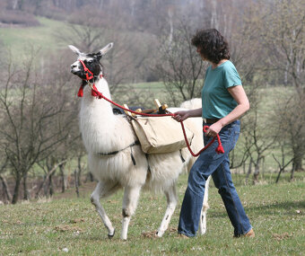 Lama krotká - 3