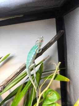 Chameleon pardáli - 3