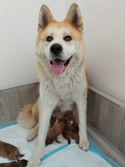Štěňata Akita inu - 3