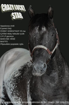 Černý HOMOZYGOT - Appaloosa – připouštění - 3
