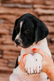 Anglický pointer štěňata s PP - 3