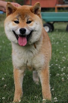 Shiba inu s PP - 3