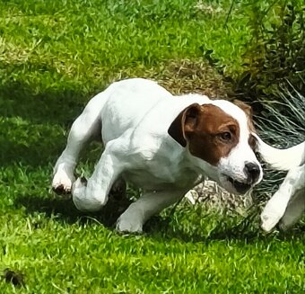 Jack Russell terier pejsek s rodokmenem - 3
