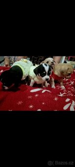 Čivava mini štěňata bez pp - 3