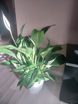 Lopatkovec ,ženské sčesti - 3