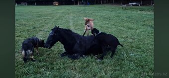 Anglonubijské kozy  AN za symbolickou cenu - 3