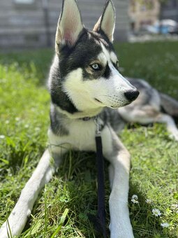Sibiřský Husky/Krytí - 3