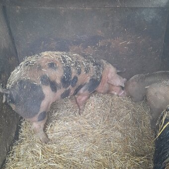 Vykrmené prase - 3