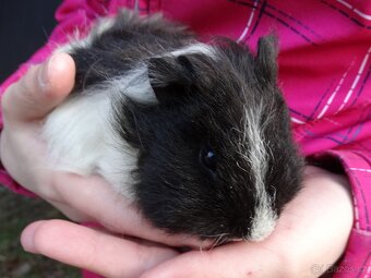 Mladý sameček, morčátko na mazlíka - 3