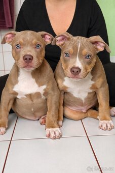 American bully xl - 3