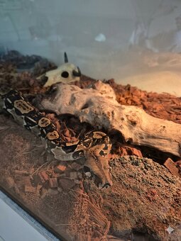 Hroznýš Královský - 3