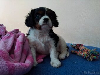 kavalír king charles španěl - 3